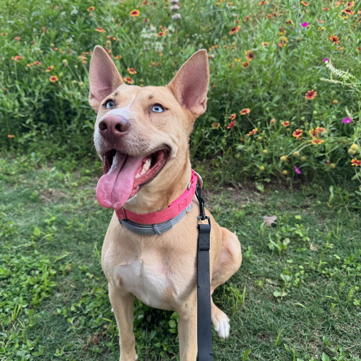Honeycomb, a Adoptable mixed breed in Spring, TX image 1/6