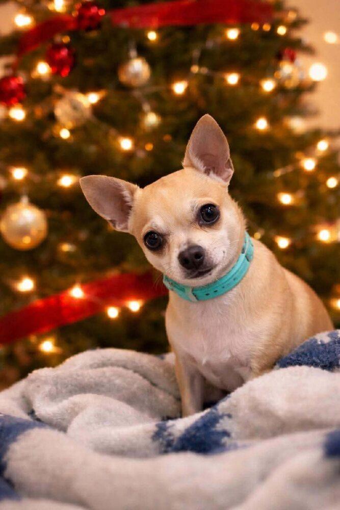 Canary, Adoptable, Adult Female Chihuahua & Mixed Breed.
