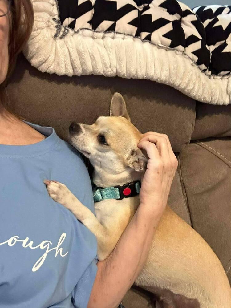 Canary, Adoptable, Adult Female Chihuahua & Mixed Breed.