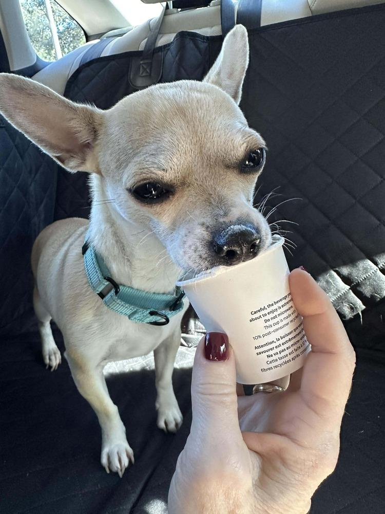 Enlarge Canary, a Adoptable mixed breed in Saugus, MA image 3/6