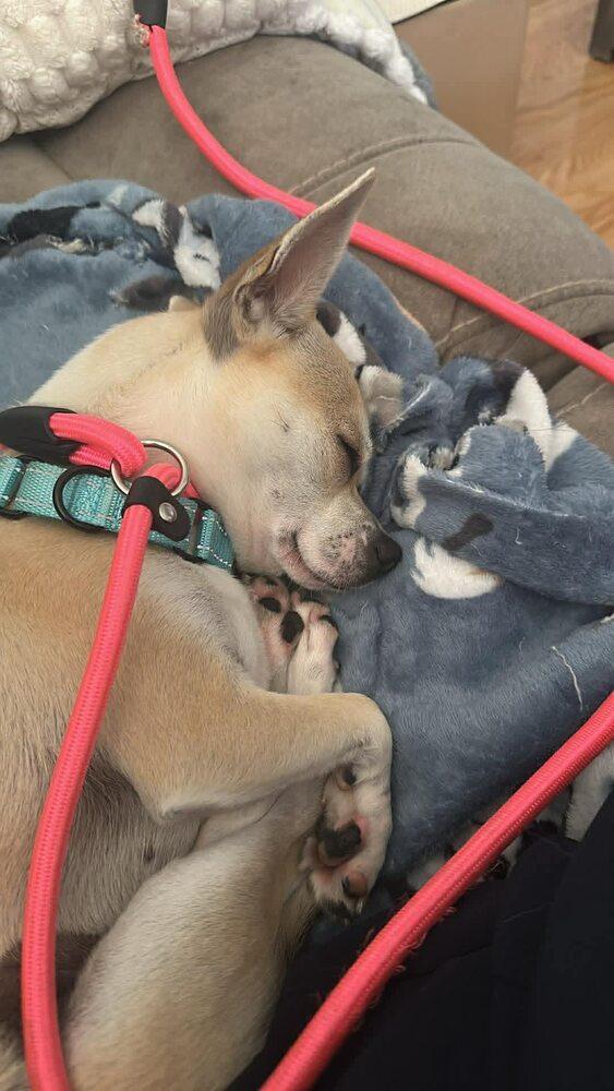 Enlarge Canary, a Adoptable mixed breed in Saugus, MA image 4/6