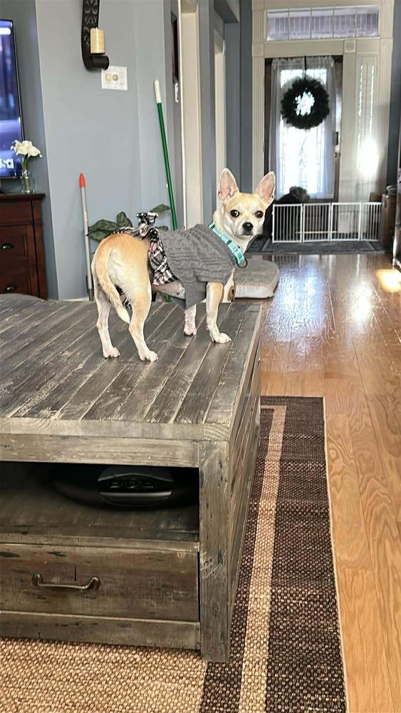 Enlarge Canary, a Adoptable mixed breed in Saugus, MA image 5/6