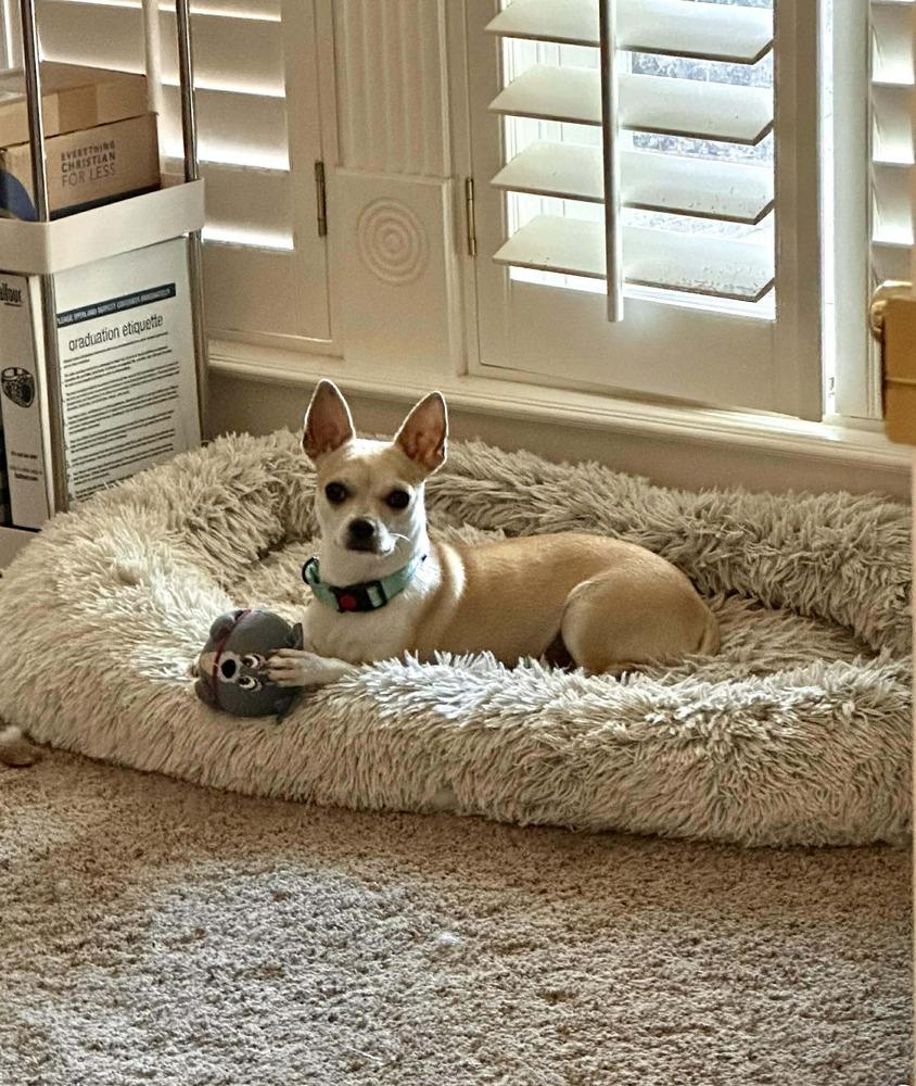 Enlarge Canary, a Adoptable mixed breed in Saugus, MA image 6/6