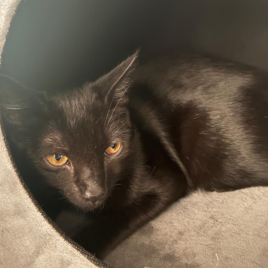 Posh, Adoptable, Young Female Domestic Short Hair.