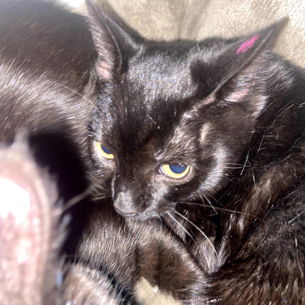 Enlarge Posh, a Adoptable Domestic Short Hair in Winston Salem, NC image 2/2