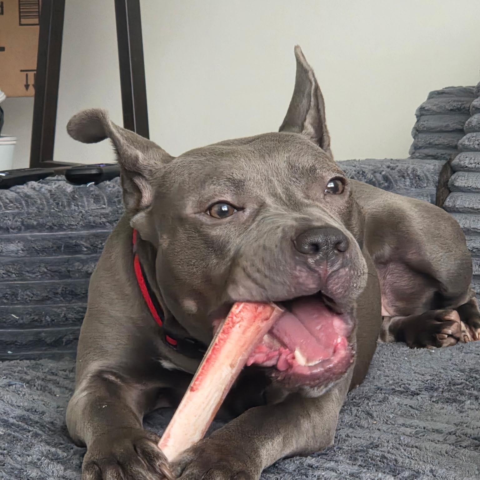 Maylee, Adoptable, Young Female American Bully.