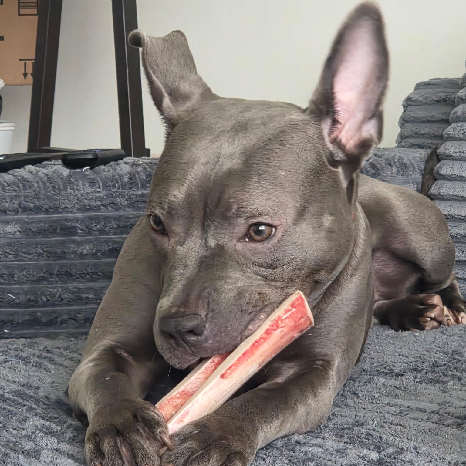 Enlarge Maylee, a Adoptable American Bully in Brentwood, TN image 2/4