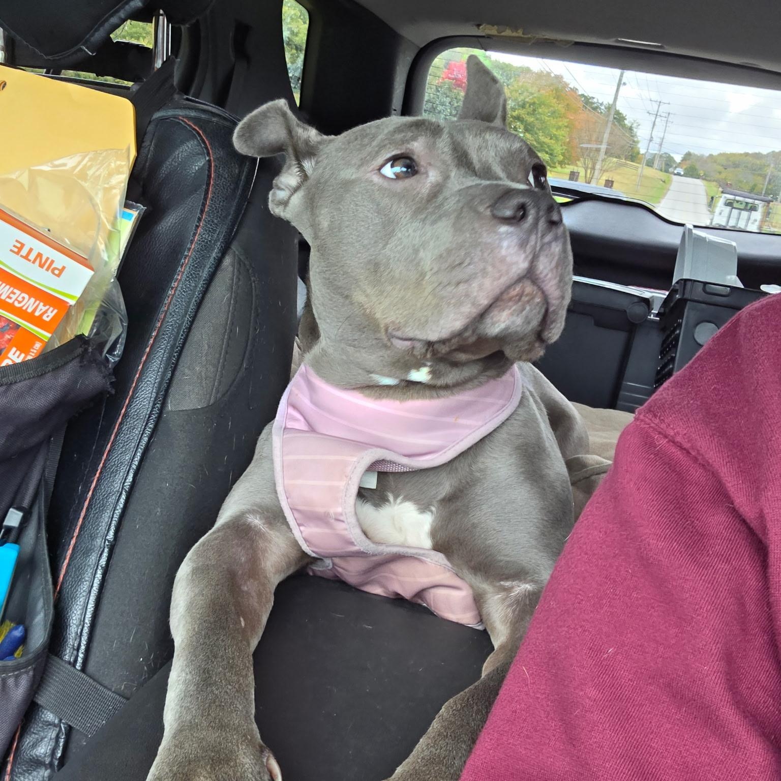 Enlarge Maylee, a Adoptable American Bully in Brentwood, TN image 3/4