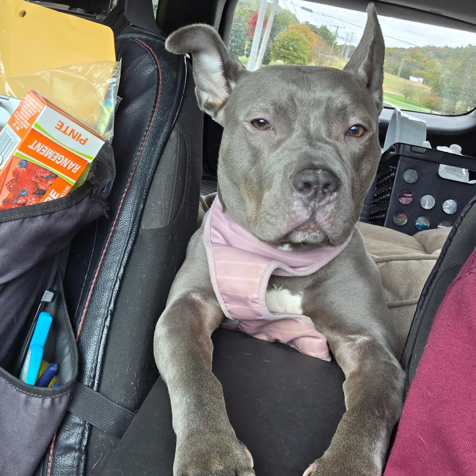 Enlarge Maylee, a Adoptable American Bully in Brentwood, TN image 4/4