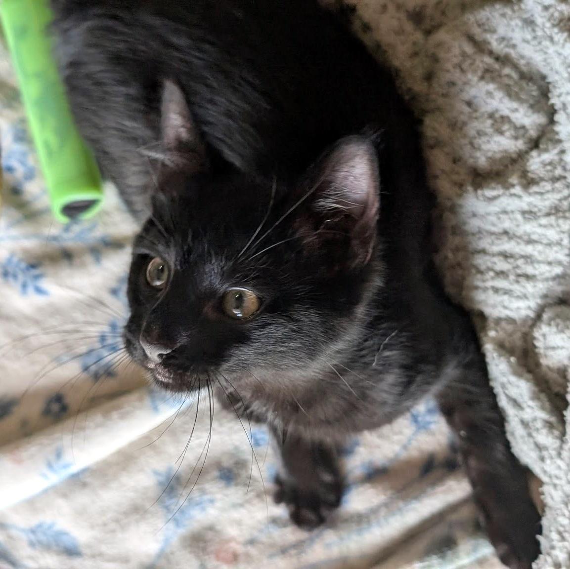 Gordo, a ADOPTABLE Domestic Short Hair in Pittsburgh, PA image 2/6