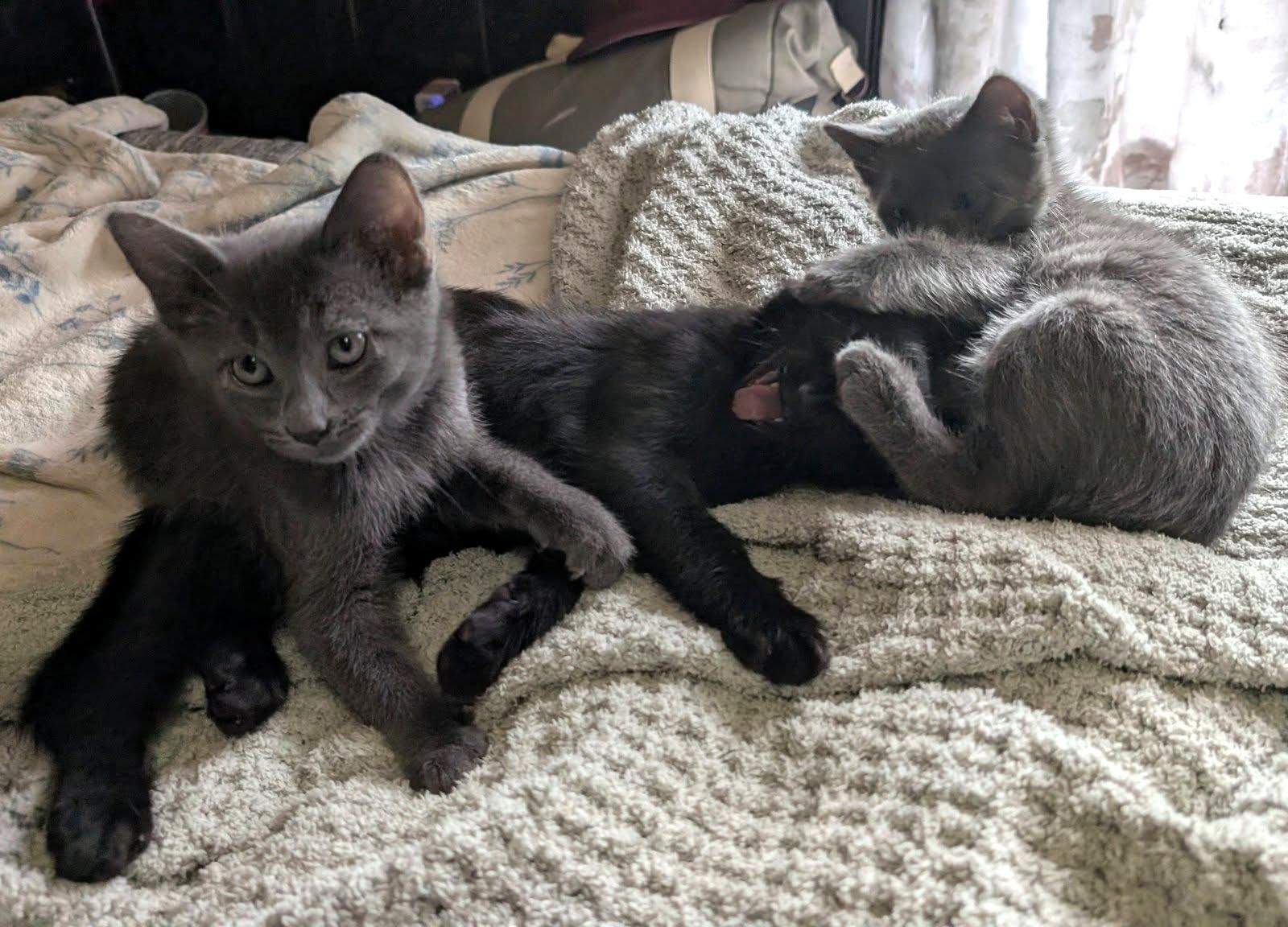 Gordo, a ADOPTABLE Domestic Short Hair in Pittsburgh, PA image 5/6
