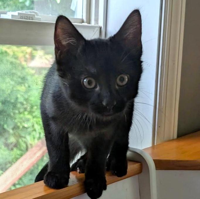 Gordo, ADOPTABLE, Kitten Male Domestic Short Hair.