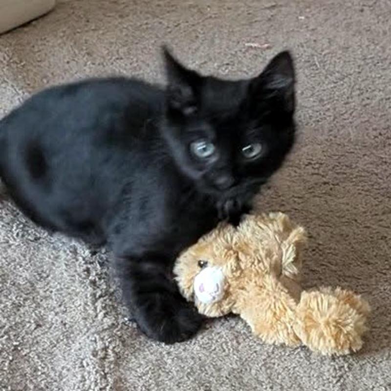 Gordo, a ADOPTABLE Domestic Short Hair in Pittsburgh, PA image 3/6