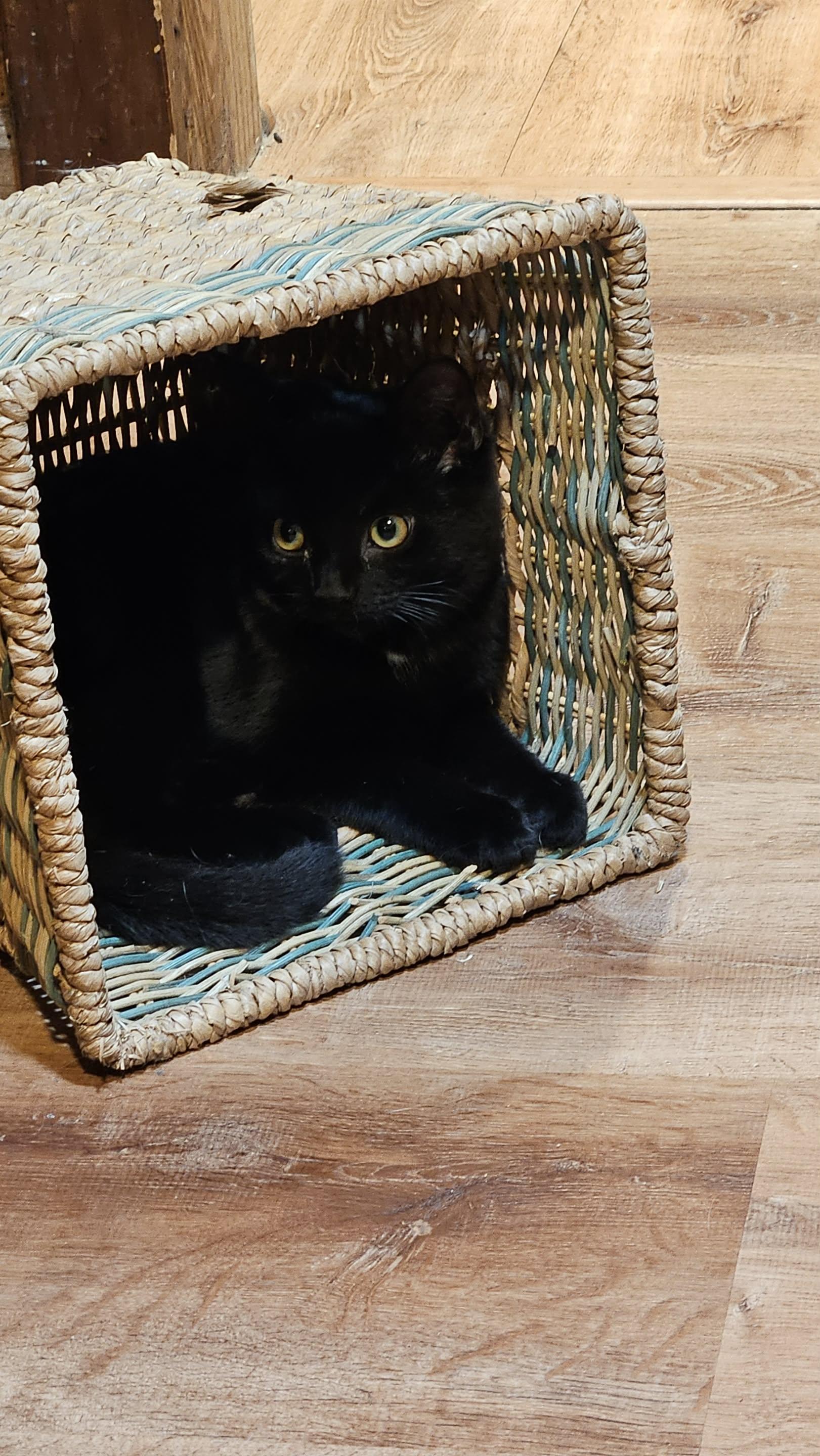 Wall-E & Eve, Adoptable, Young Female Domestic Long Hair & Domestic Short Hair.