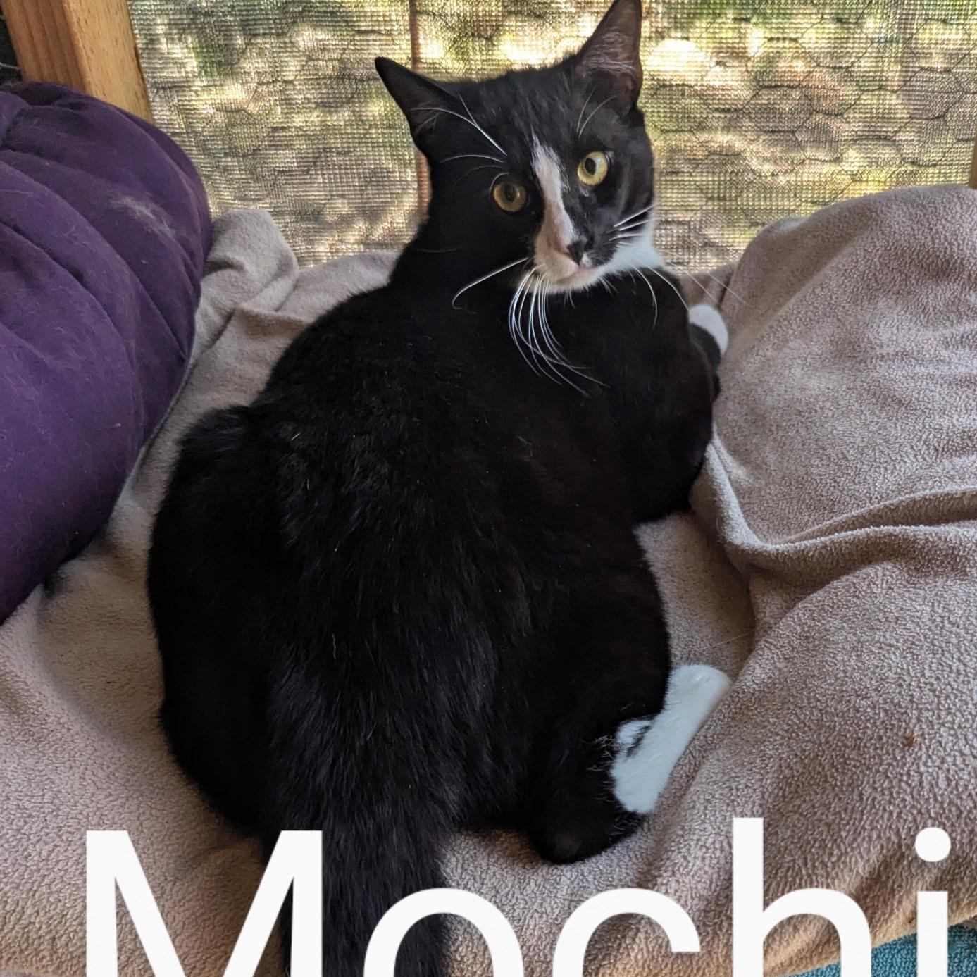 Mochi