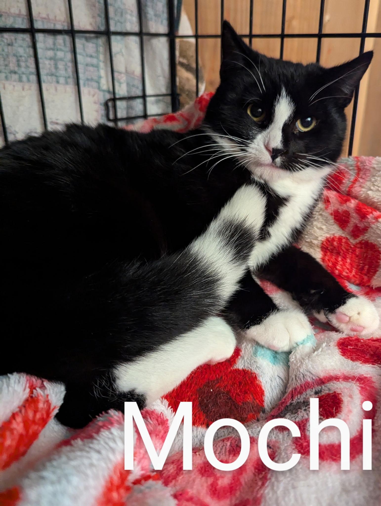 Mochi