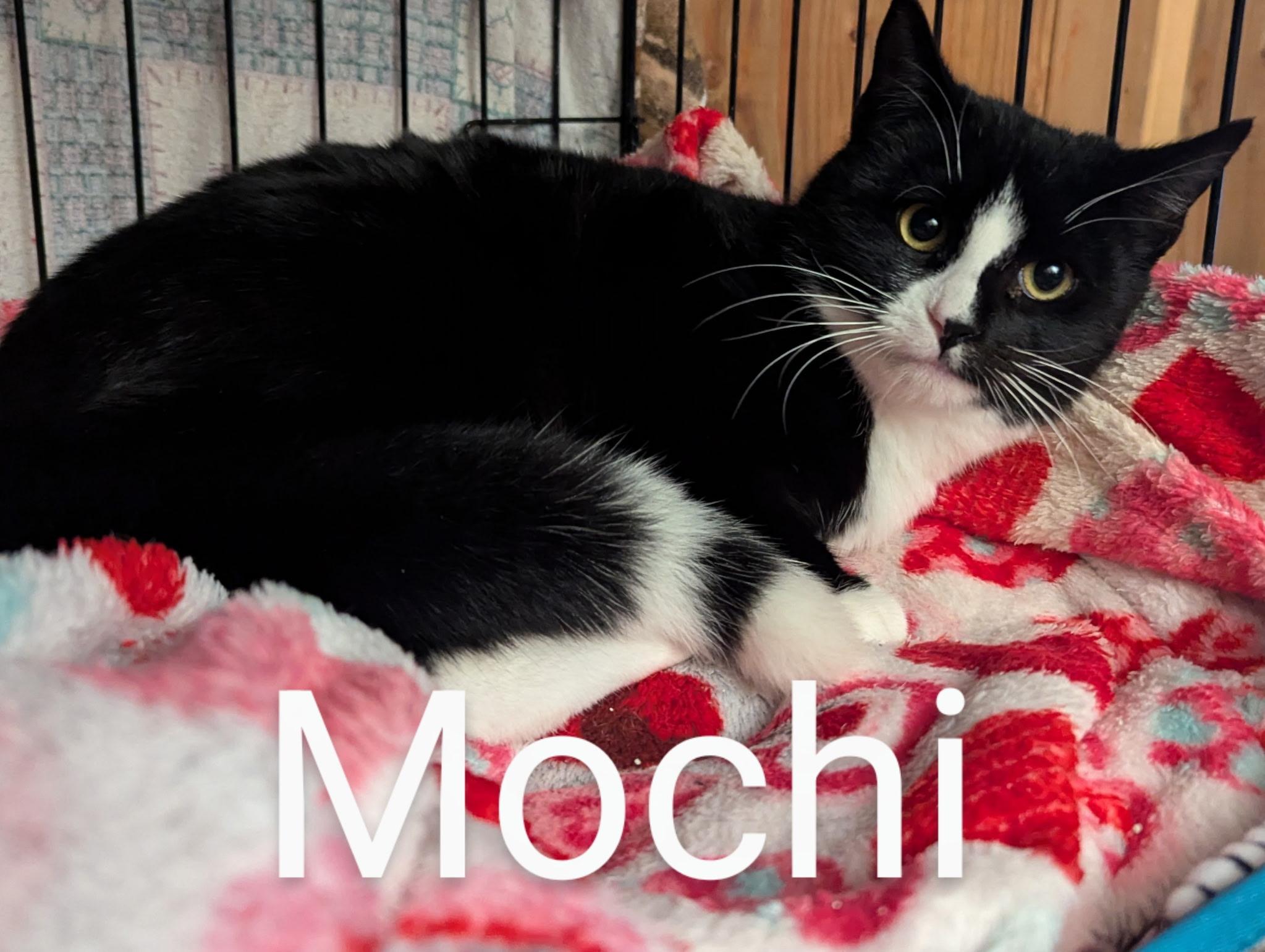 Mochi