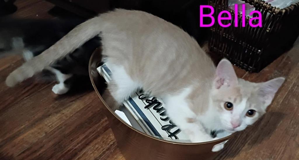 Enlarge Bella, a Adopted mixed breed in Waverly, TN image 1/1