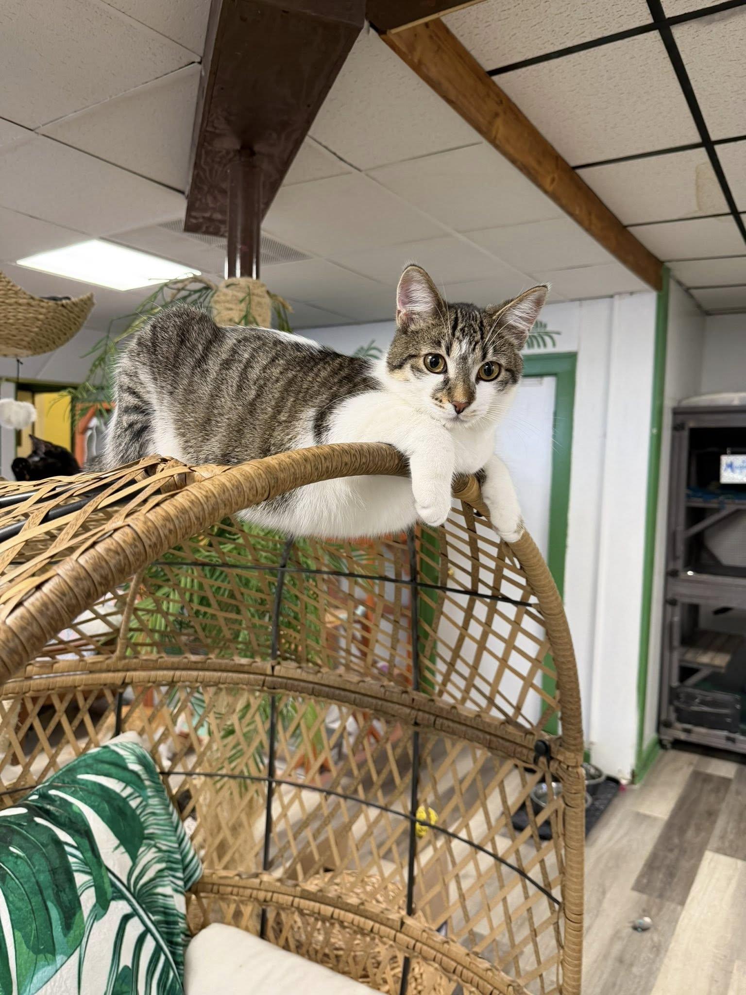Enlarge Bonnie, a ADOPTABLE Domestic Short Hair in Erie, PA image 2/3