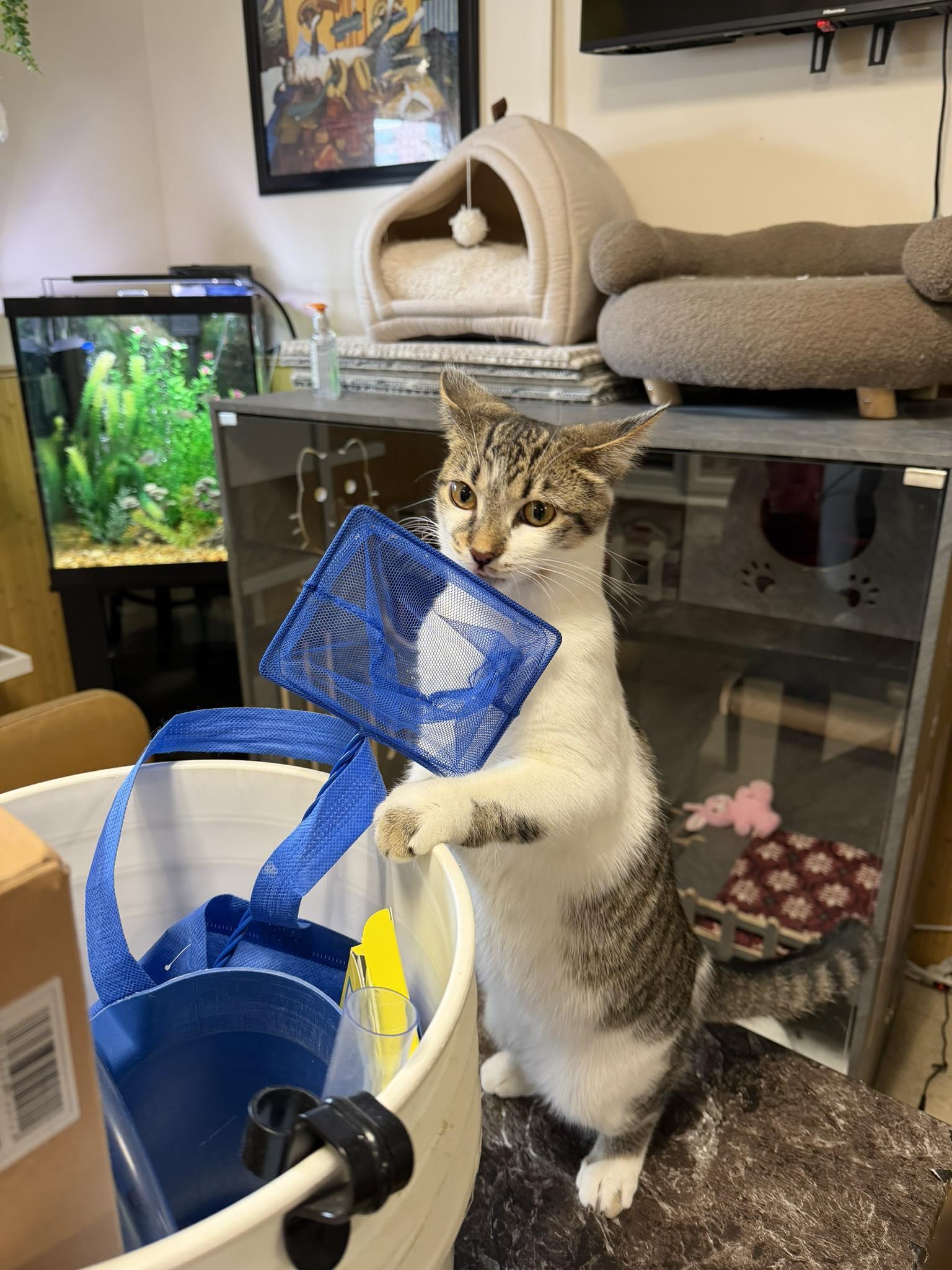 Enlarge Bonnie, a ADOPTABLE Domestic Short Hair in Erie, PA image 3/3