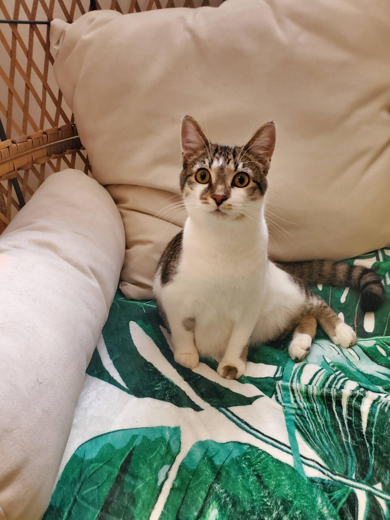 Bonnie, ADOPTABLE, Young Female Domestic Short Hair.