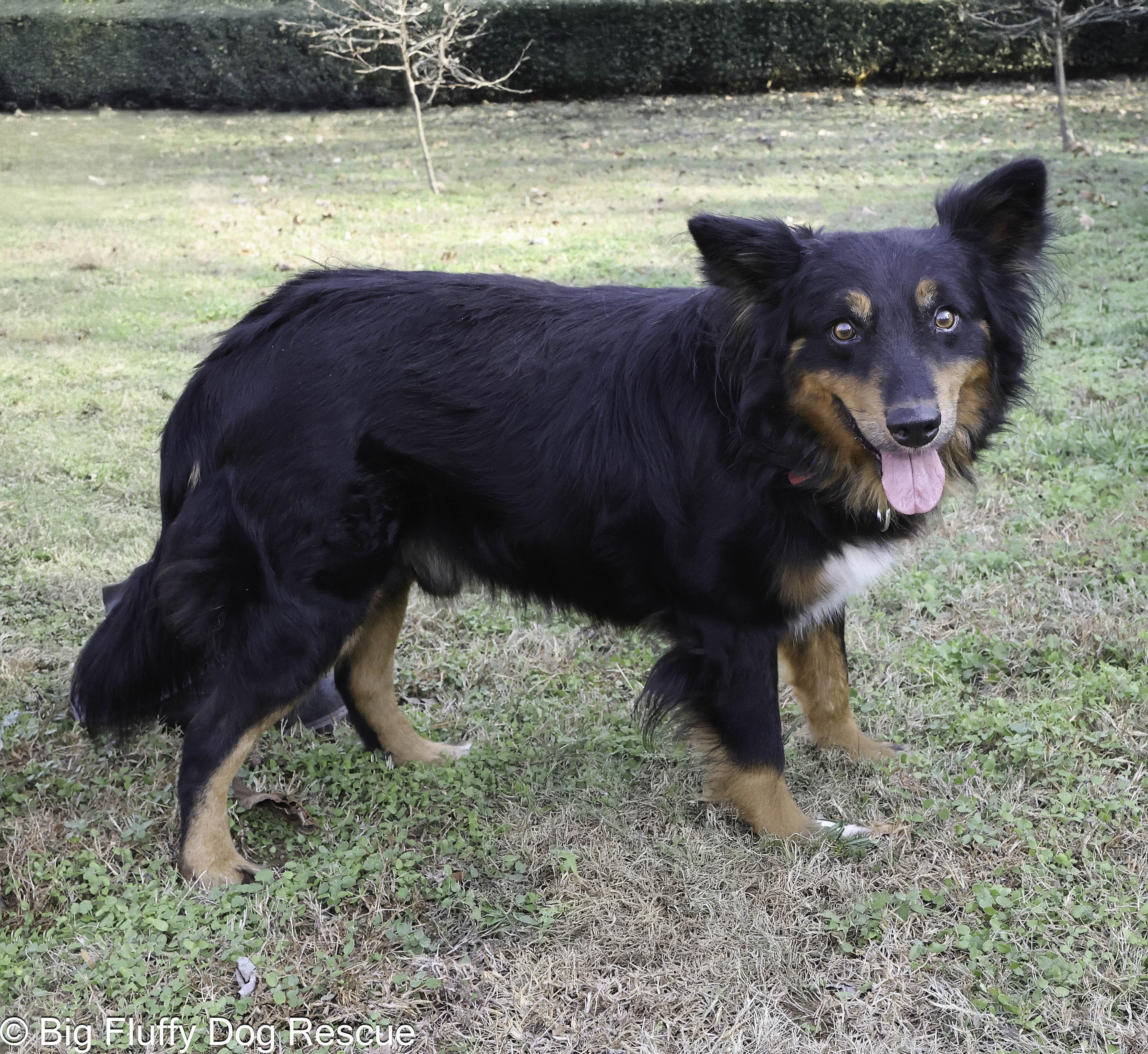 Enlarge Kirk, an adopted mixed breed in Wytheville, VA image 3/4