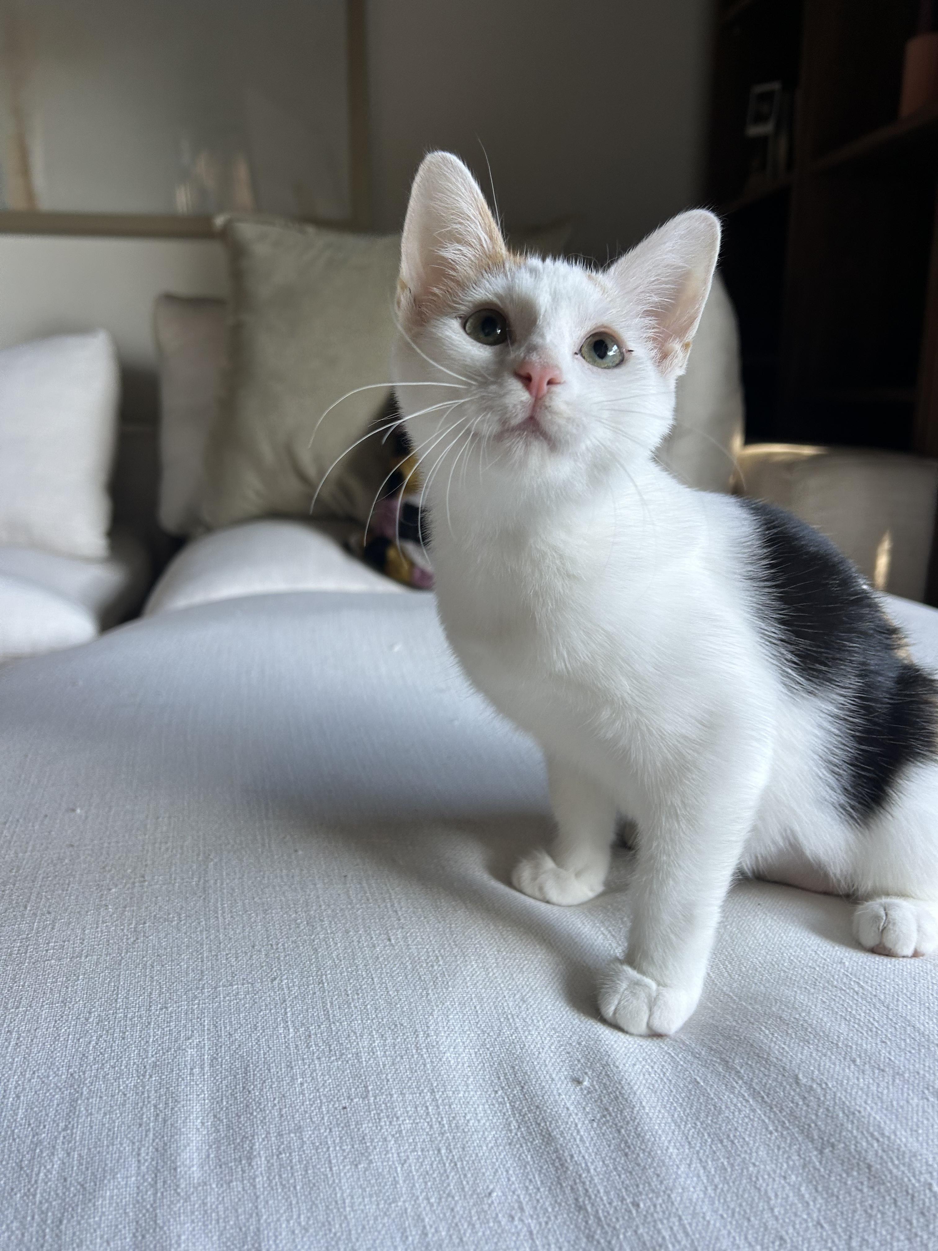 Isa Creampuff, a Adoptable mixed breed in Santa Monica, CA image 5/6