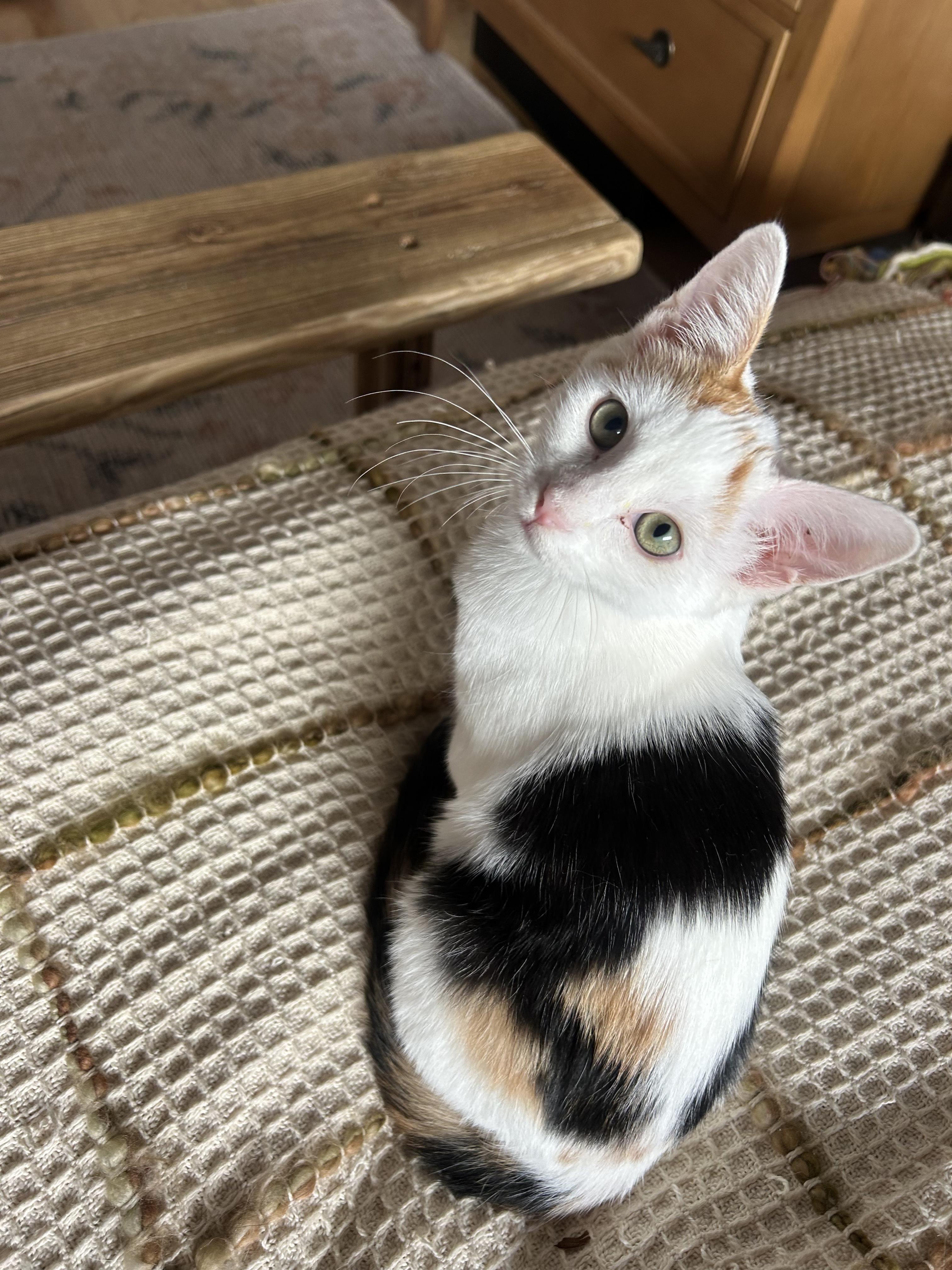 Isa Creampuff, a Adoptable mixed breed in Santa Monica, CA image 2/6