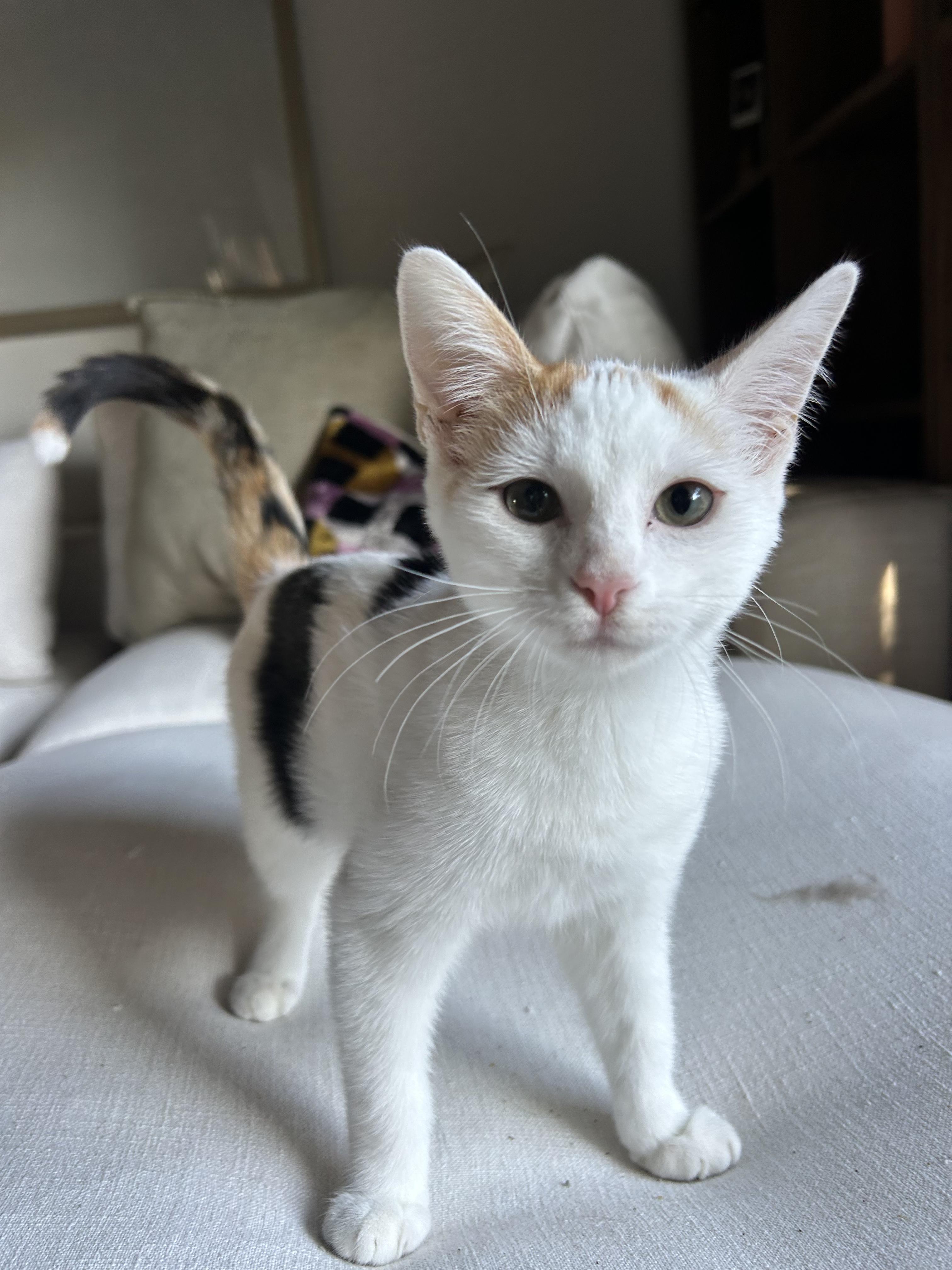 Isa Creampuff, Adoptable, Young Female Calico & Domestic Short Hair.