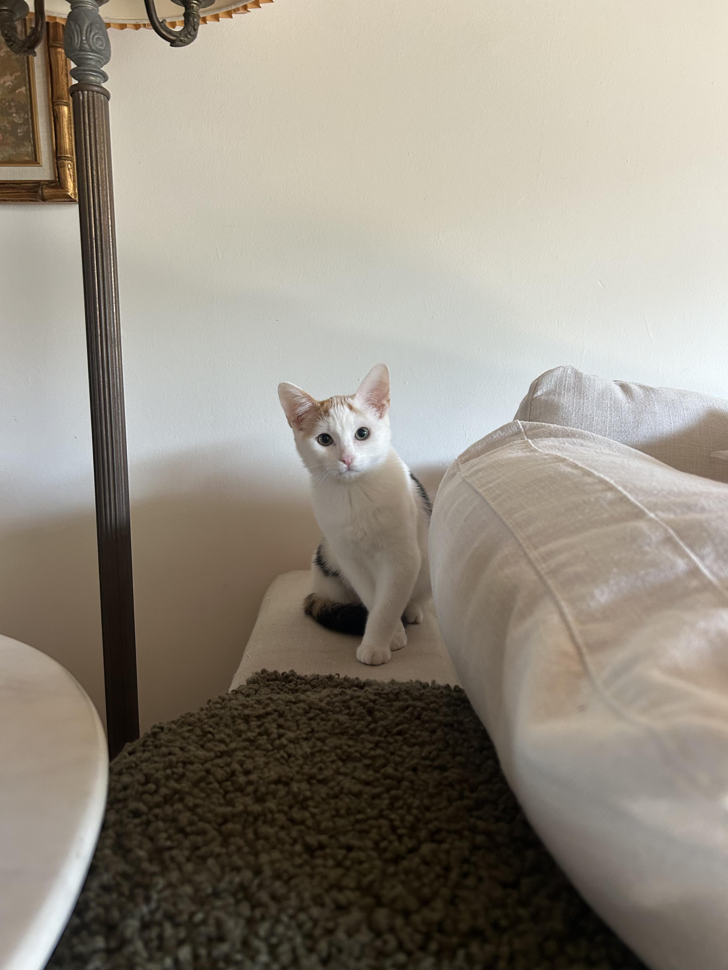 Isa Creampuff, a Adoptable mixed breed in Santa Monica, CA image 6/6