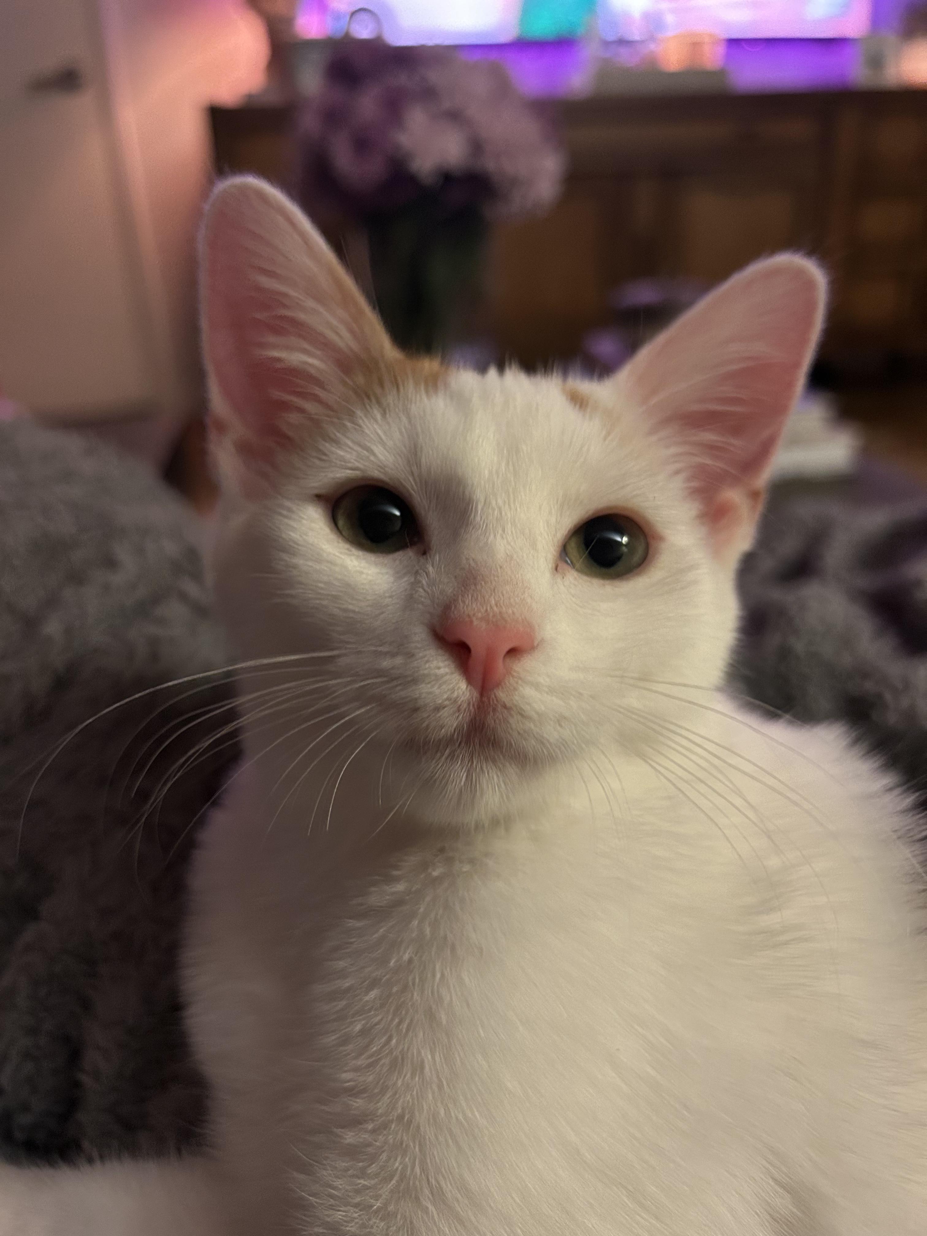 Isa Creampuff, a Adoptable mixed breed in Santa Monica, CA image 3/6