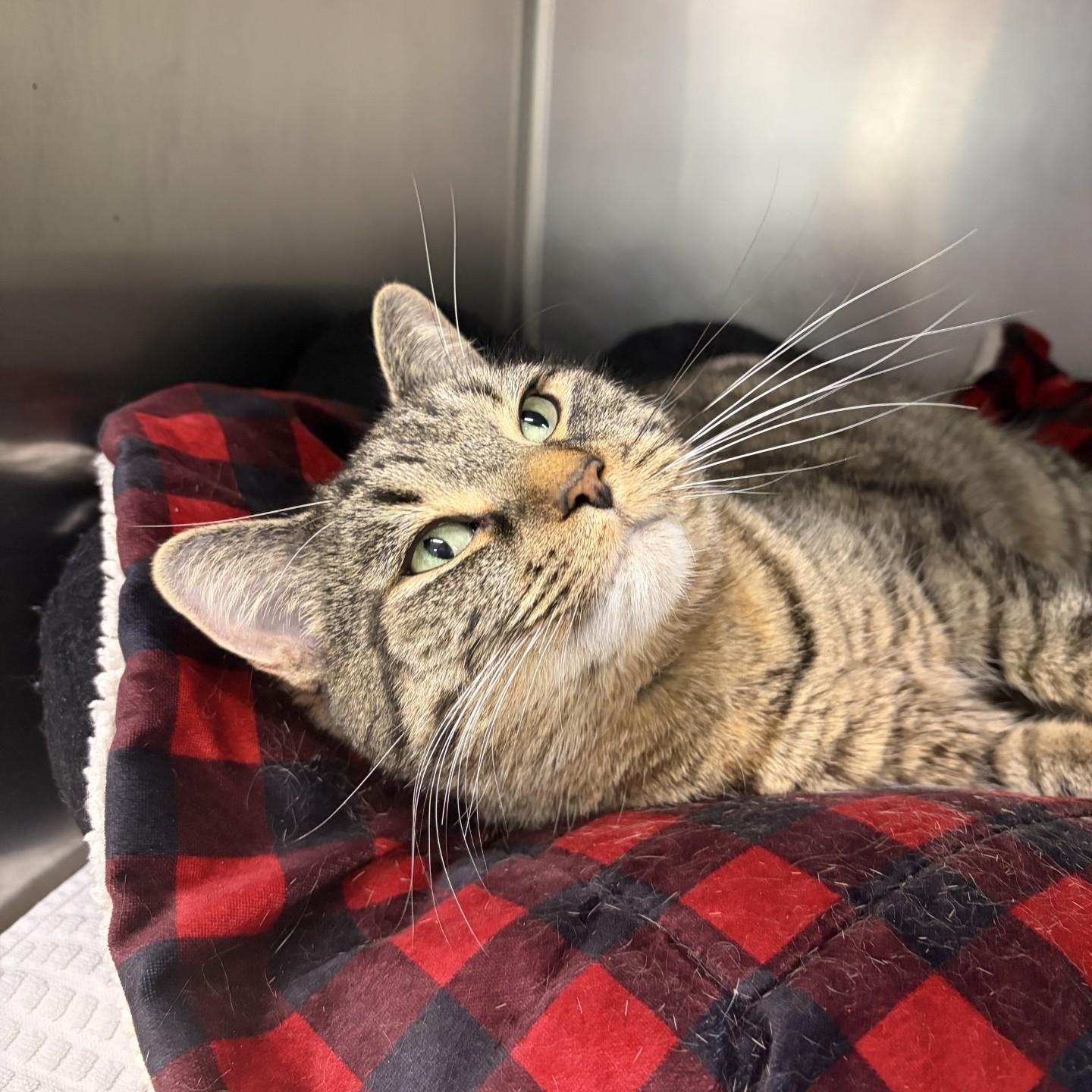 Enlarge Valentina, a Adoptable Domestic Short Hair in Mississauga, ON image 3/5