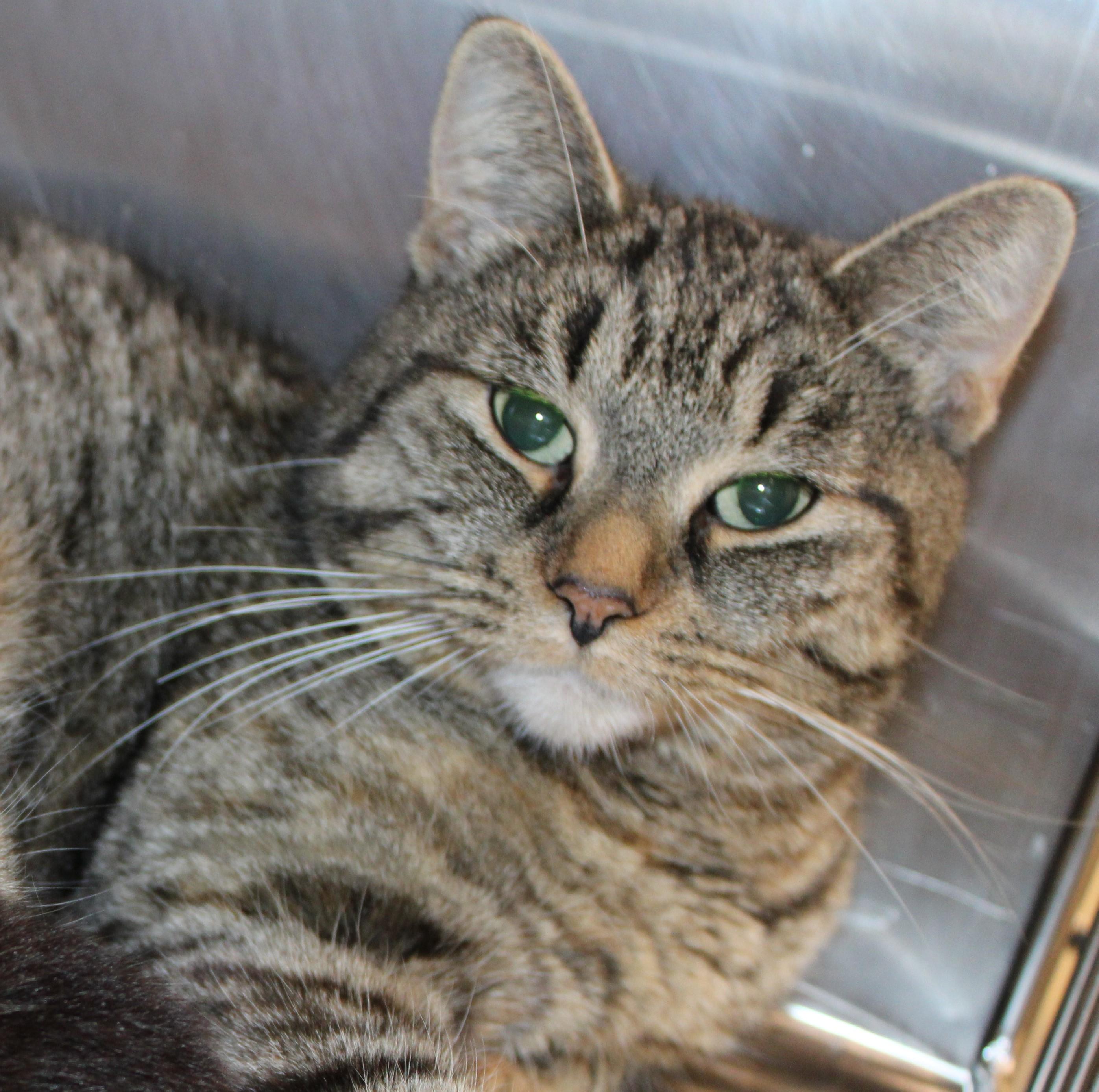 Enlarge Valentina, a Adoptable Domestic Short Hair in Mississauga, ON image 5/5