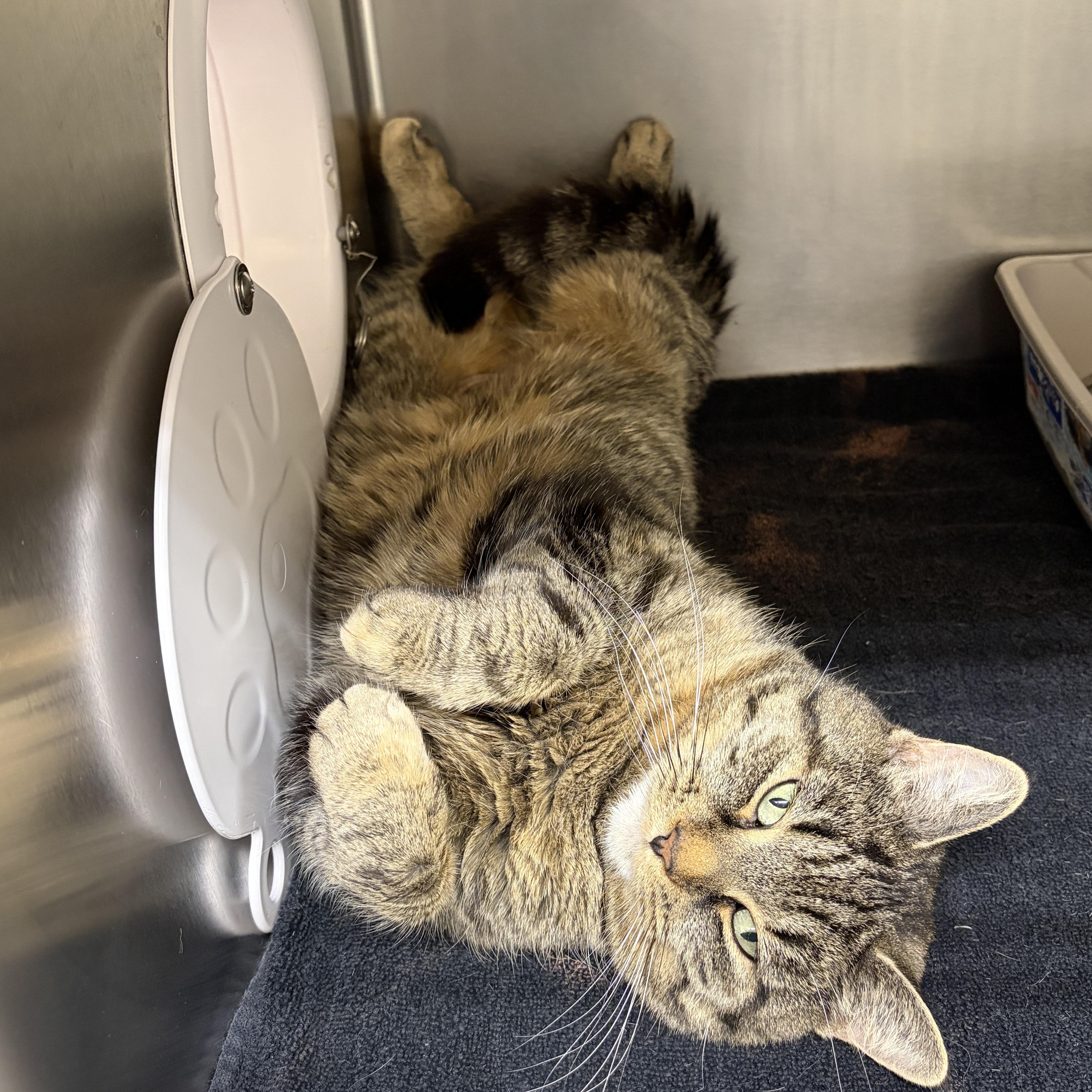 Enlarge Valentina, a Adoptable Domestic Short Hair in Mississauga, ON image 2/5