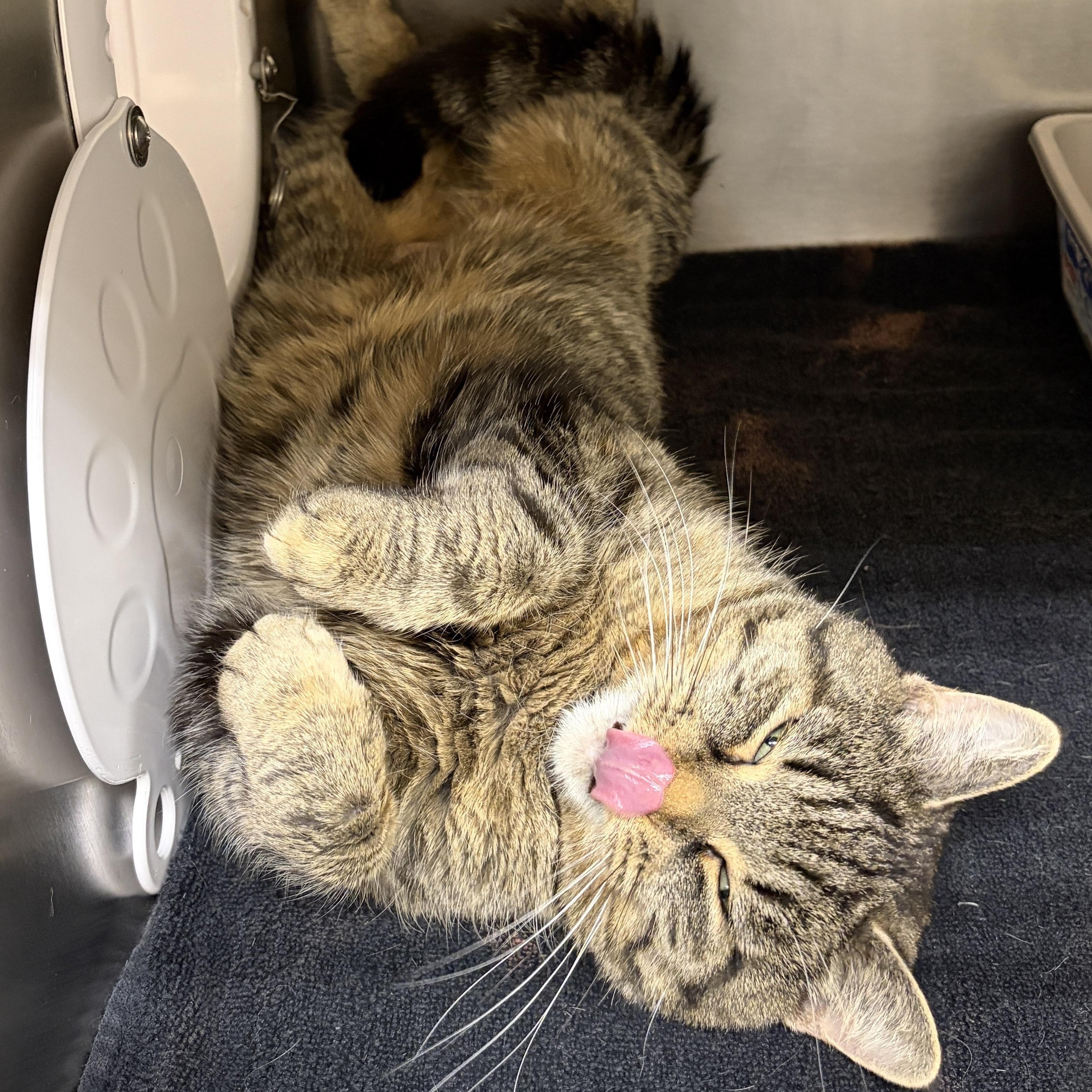 Enlarge Valentina, a Adoptable Domestic Short Hair in Mississauga, ON image 4/5