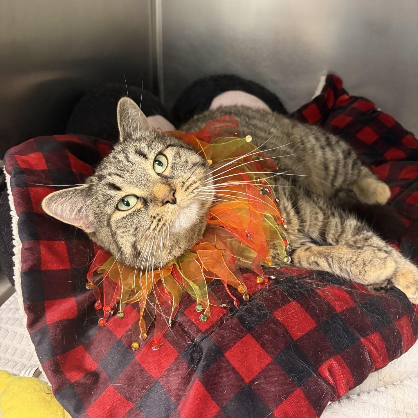 Valentina, Adoptable, Adult Female Domestic Short Hair.
