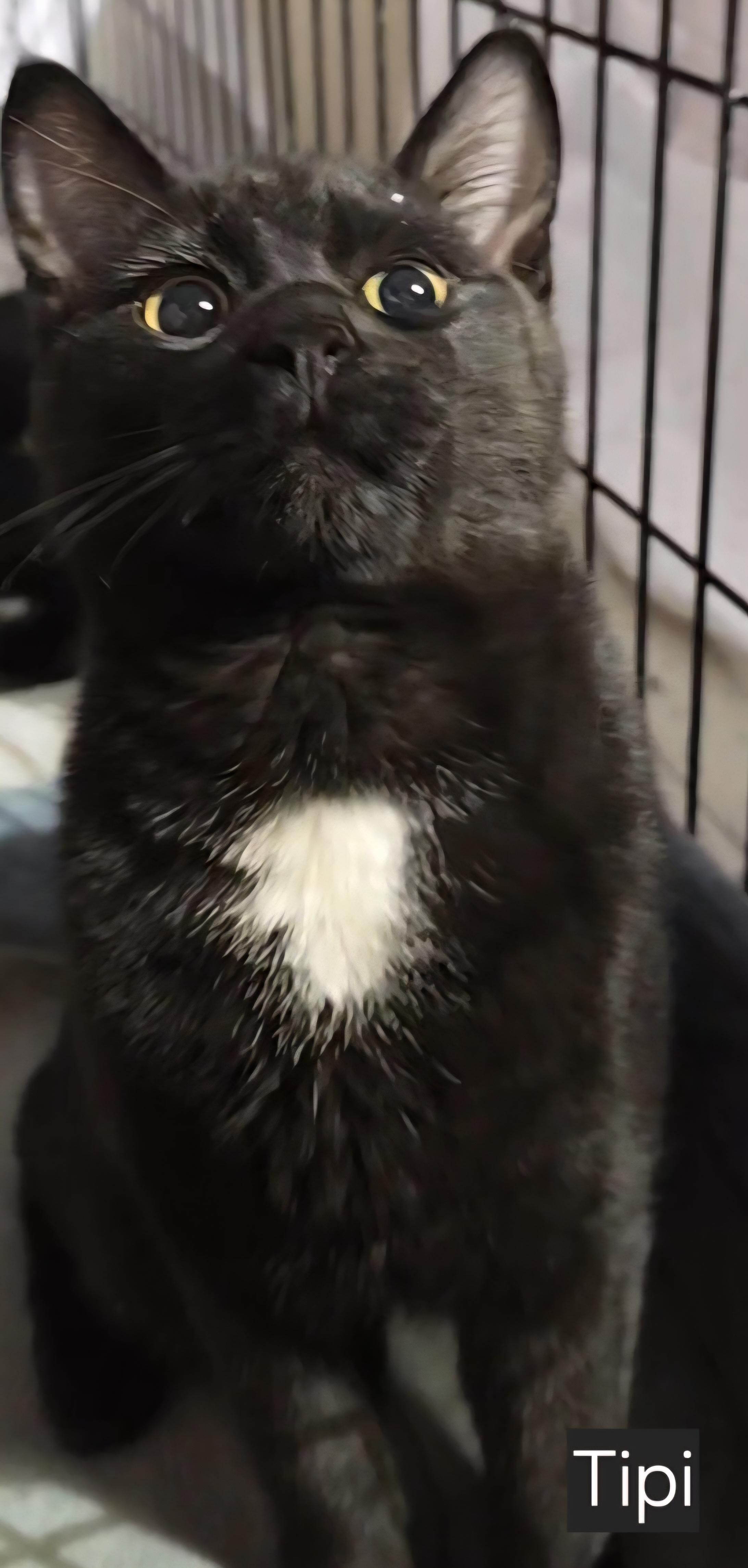 Tipi, Adoptable, Young Male Domestic Short Hair.