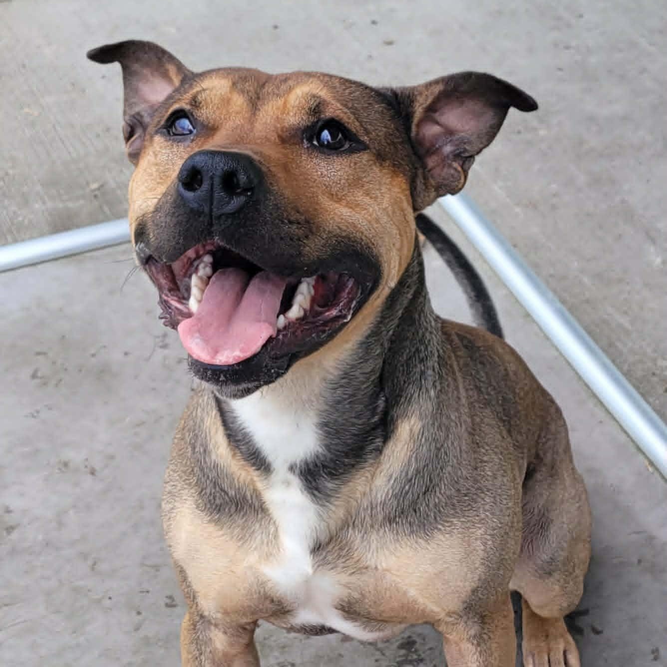 Enlarge Harvey Very Handsome Boy, a ADOPTABLE mixed breed in Meriden, CT image 4/6