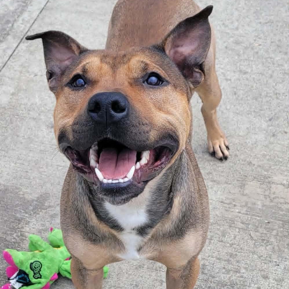 Enlarge Harvey Very Handsome Boy, a ADOPTABLE mixed breed in Meriden, CT image 1/6