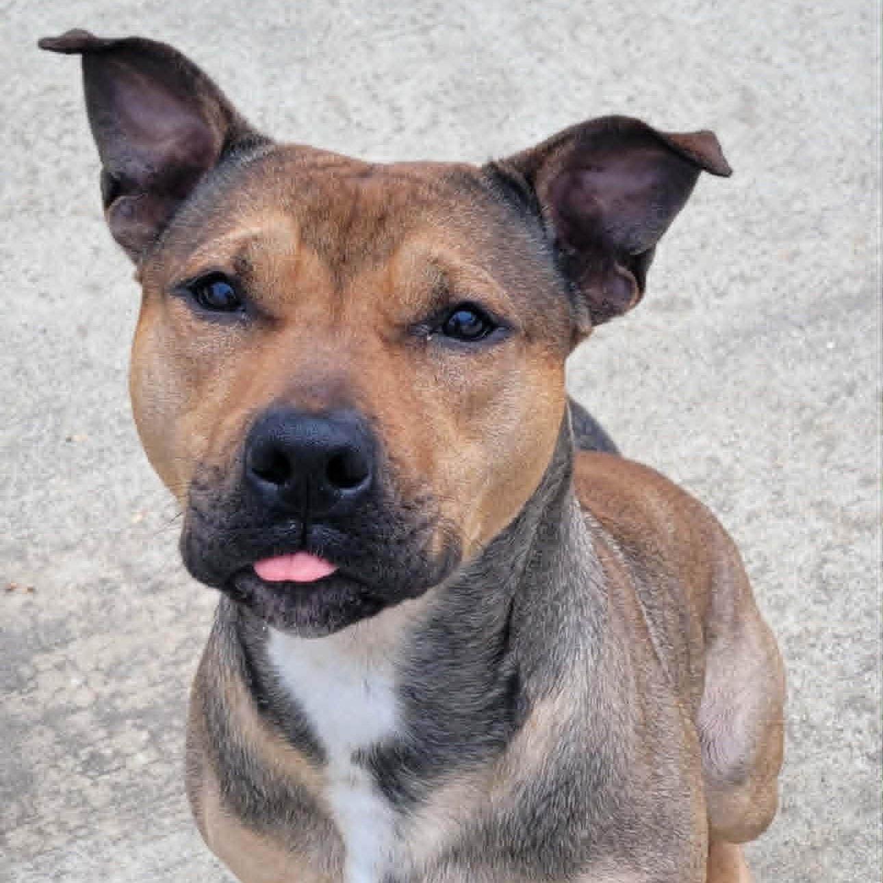 Enlarge Harvey Very Handsome Boy, a ADOPTABLE mixed breed in Meriden, CT image 5/6