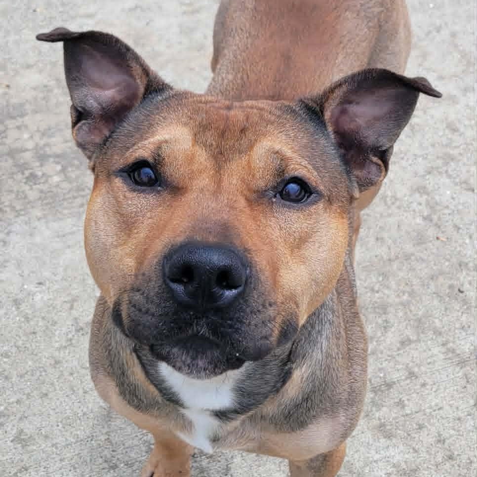 Enlarge Harvey Very Handsome Boy, a ADOPTABLE mixed breed in Meriden, CT image 2/6