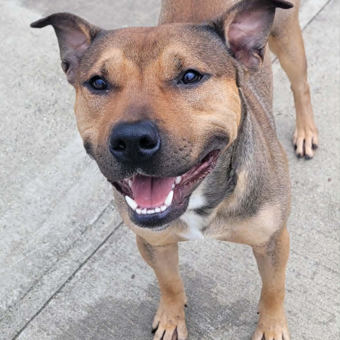 Enlarge Harvey Very Handsome Boy, a ADOPTABLE mixed breed in Meriden, CT image 6/6