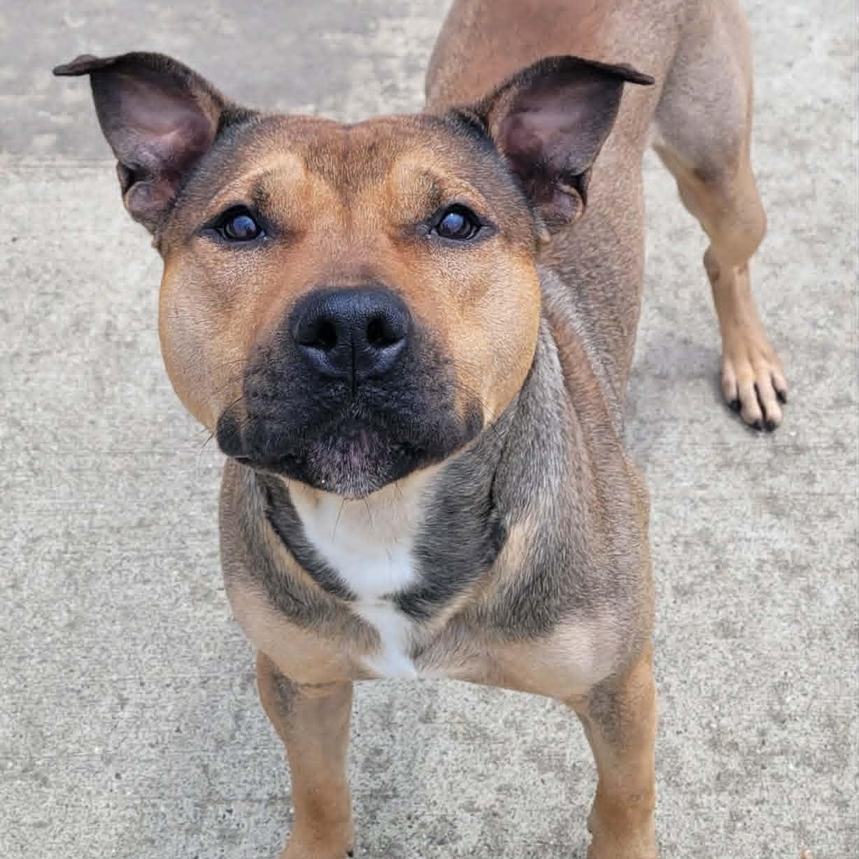Enlarge Harvey Very Handsome Boy, a ADOPTABLE mixed breed in Meriden, CT image 3/6