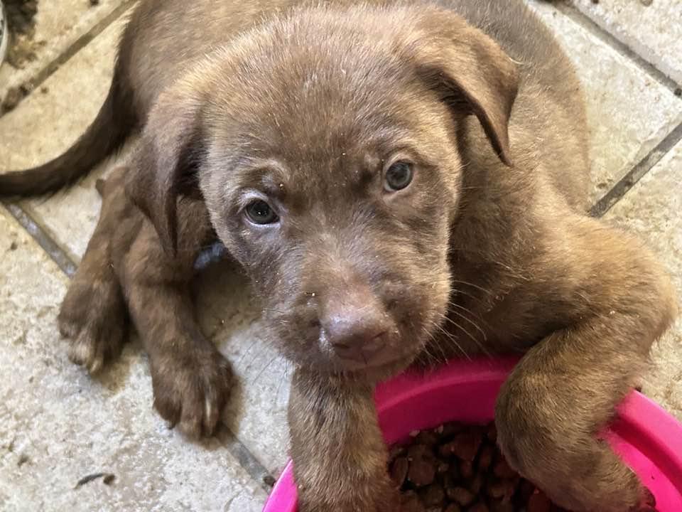 Enlarge FREDDY, a Adopted mixed breed in Vacaville, CA image 2/2