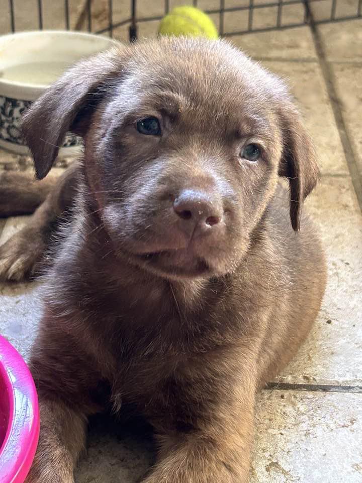 Enlarge FREDDY, a Adopted mixed breed in Vacaville, CA image 1/2