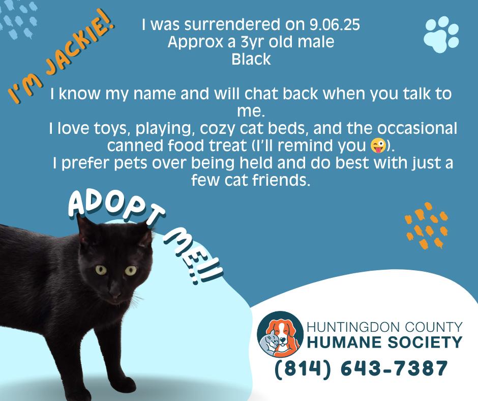 Jackie, Adoptable, Adult Male Domestic Short Hair.