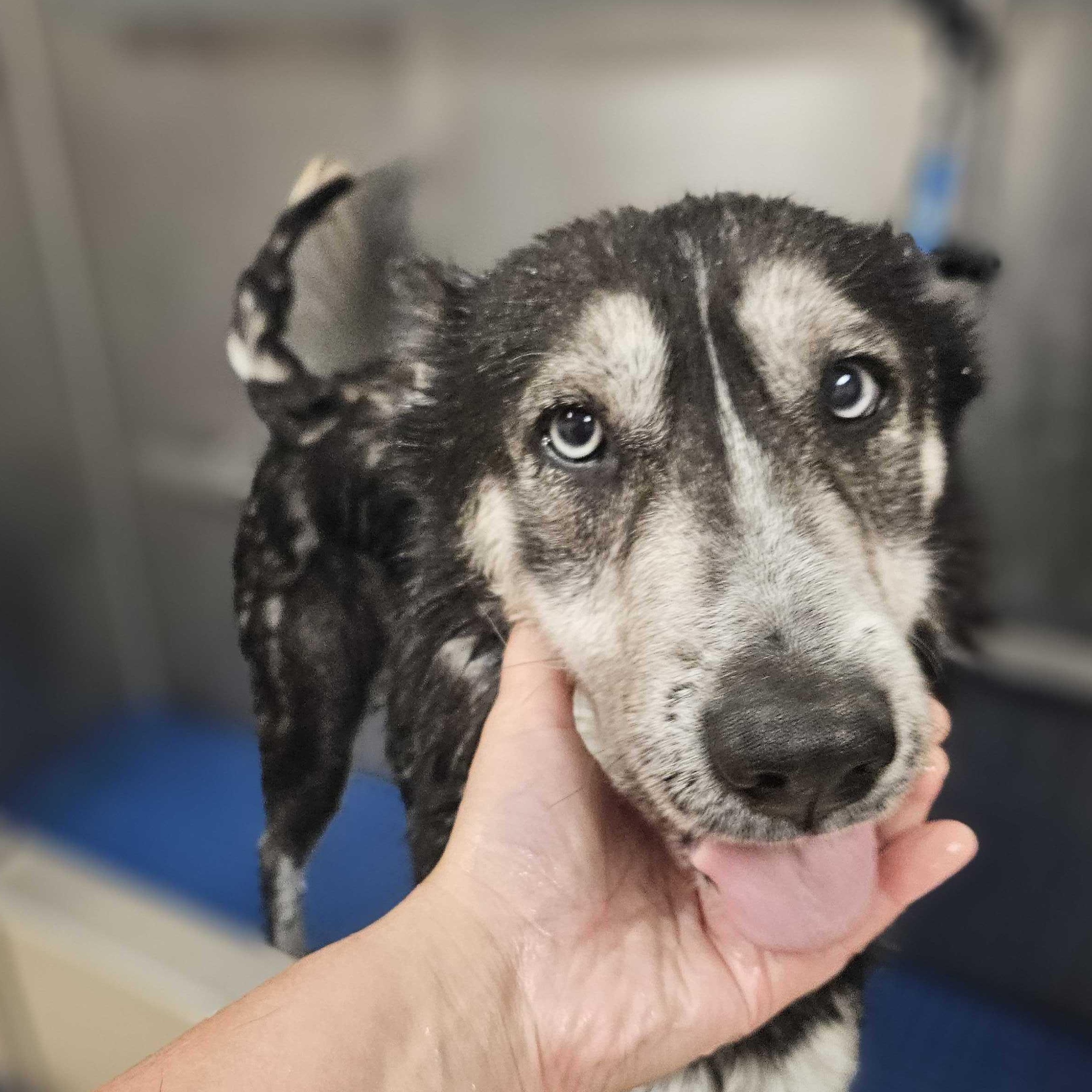 Enlarge Willow, a ADOPTABLE mixed breed in Dubuque, IA image 3/4