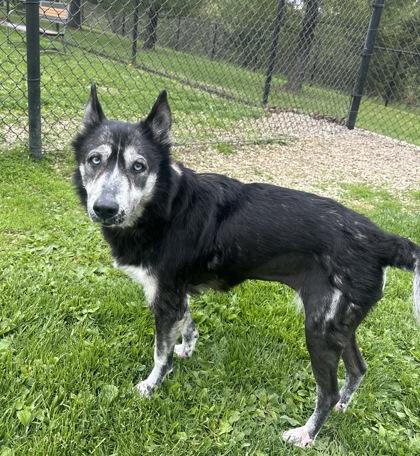 Willow, ADOPTABLE, Adult Female Mixed Breed & Husky.