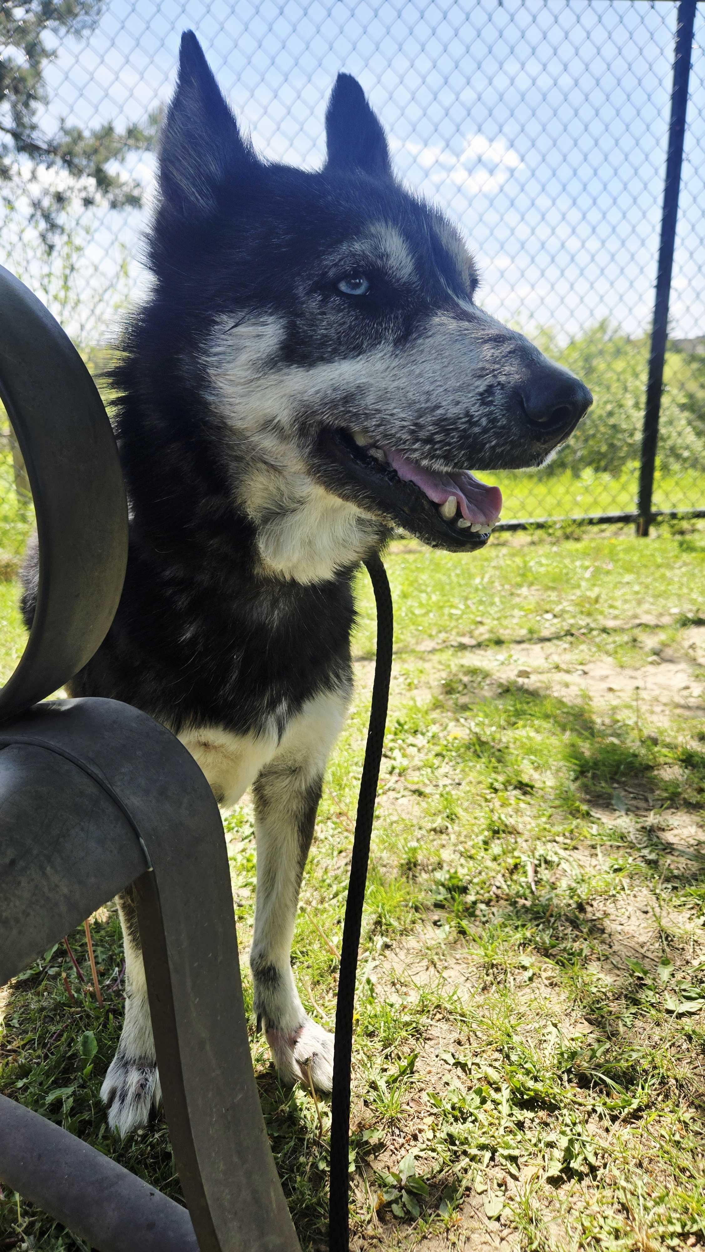 Enlarge Willow, a ADOPTABLE mixed breed in Dubuque, IA image 4/4