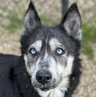 Willow, ADOPTABLE, Adult Female Mixed Breed & Husky.